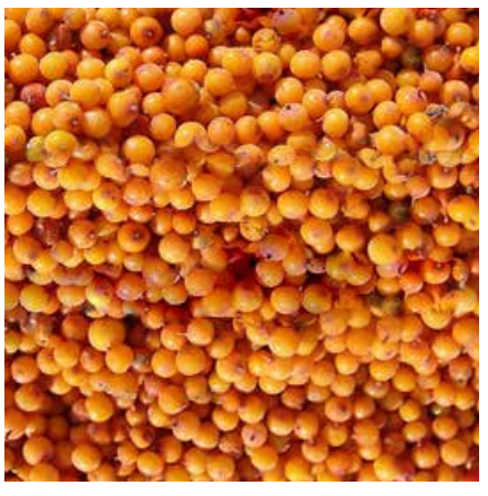 AmbeRye Frozen Sea Buckthorn LB